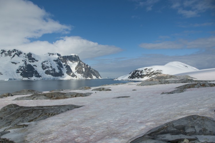 antarctic tundra