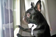 Still waiting for you: Carrie Fisher's therapy dog mourns her death