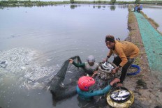 Fresh catch: Fish farmers harvest milkfish from a fishpond in Indramayu, West Java, in December 2016.