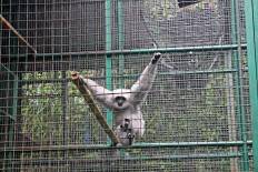 Conservationists call for immediate protection of owa Jawa