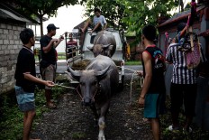 Participants arrive early in the morning with their buffaloes at the competition venue in Kaliakah village. JP/ Agung Parameswara