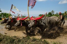 Participants reach the finishing line during the makepung lampit buffalo race in Kaliakah village in Jembrana. JP/ Agung Parameswara