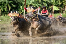 A jockey spurs buffaloes adorned with replicas of Balinese headdress during a race in Kaliakah village in Jembrana. JP/ Agung Parameswara
