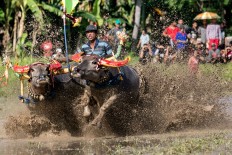 A racer spurs his buffaloes during a makepung lampit buffalo race in Jembrana. JP/ Agung Parameswara