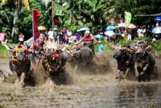Three pairs of buffaloes race through muddy water in Jembrana. JP/ Agung Parameswara