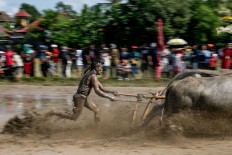 A participant runs to control his buffaloes during makepung lampit in Kaliakah village in Jembrana. JP/ Agung Parameswara