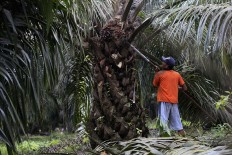 A worker harvests fresh oil palm fruit in Pangkalan Bun, East Kalimantan, in December 2015.