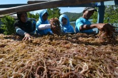 Business group urges government to abort planned seaweed tax