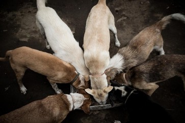 Bali's dogs in the eyes of Gung Dewi