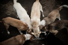 Feeding time: Gung Dewi’s dogs devour their food. JP/ Agung Parameswara
