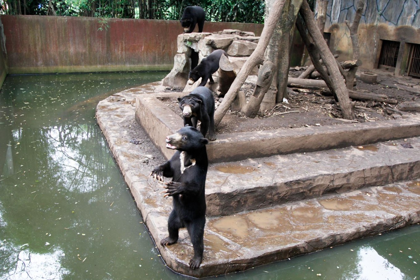 Zoos to be standardized to combat animal abuse - National - The Jakarta