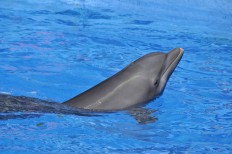Ancol under pressure from social media for cruel treatment of dolphin