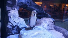 Humboldt penguin at Pingoo restaurant, Neo Soho shopping mall, West Jakarta. 