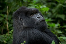 World's primates facing extinction crisis, new report says 