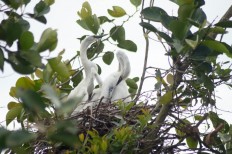 Protected waterbirds found in Ketapang, indicating healthy wetlands 