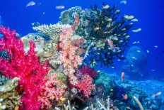 Study: Stopping global warming only way to save coral reefs