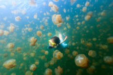 Swimmers return to bathe with Palau's golden jellyfish