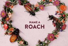 Roses? No, try roaches for an unusual Valentine's Day gift 