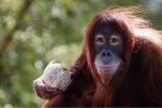 Ministry hopes to protect home of Sumatran orangutans in Aceh 