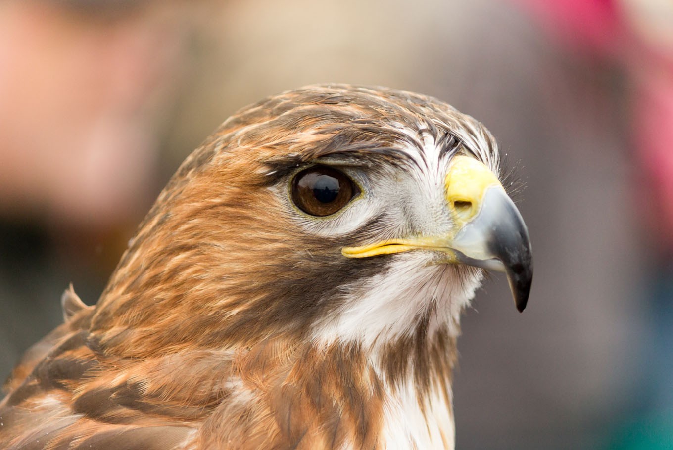 Falconry is a popular pastime among the wealthy of the Middle East.