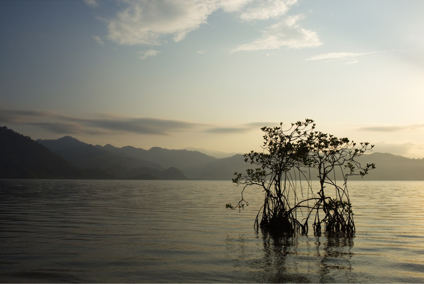 Jambi mangrove replant