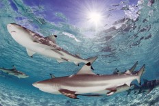#SOSharks: Taking shark fin off the menu