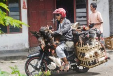 Ministry encourages businesses to buy farmers&rsquo; chickens as prices fall