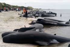 New Zealanders race to save whales after 400 stranded 