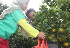 Foreign oranges put Indonesia's own in tight squeeze
