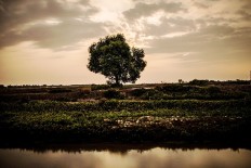 Lightning strikes, kills farmer in Tangerang