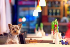 Enjoy good food with your dogs at these 5 restaurants