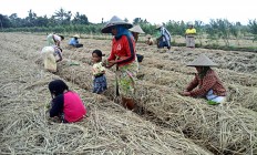 Advanced planting methods to boost chili harvests