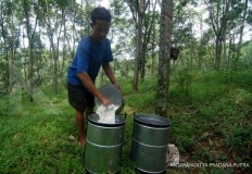 Deforestation caused by rubber vastly underestimated: Study