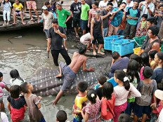 Whale shark dead after being caught up in trawl