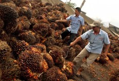 Indonesia seeks UNDP support for ISPO palm oil standard