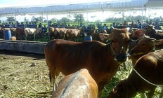 Increased cattle population behind decline in beef imports, says ministry