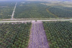 Government works to improve productivity of oil palm plantation