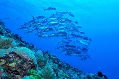 Three Indonesian biosphere reserves recognized in UNESCO network