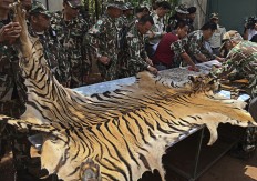 Interpol: $5.1 million of illegal wildlife and timber seized 