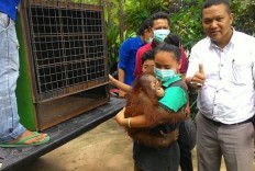 Illegal mine found in orangutan habitat in W. Kalimantan
