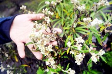 Five mountains graced by fields of edelweiss 