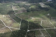 Palm oil environmental issues stressed amid negative campaign fears