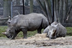 Attack on rhinos in Paris puts zoo security in spotlight