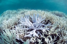 Scientists race to prevent wipeout of world's coral reefs 
