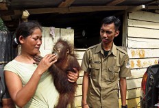 2 orangutans confiscated, handed over to conservation agency in West Kalimantan