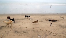 Dogs walk along Kuta Beach in Bali. JP/ Zul Trio Anggono