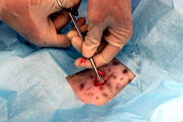 Free rabies vaccines in Bali