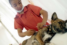 A veterinarian anesthetizes a dog during a free rabies vaccination and neutering program at Lumintang Field, Denpasar, on Nov. 24, 2016. JP/ Zul Trio Anggono