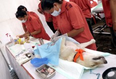 Veterinarians sterilize a cat and a dog during a rabies vaccination and neutering program at Lumintang Field, Denpasar, on Nov. 24, 2016. JP/ Zul Trio Anggono