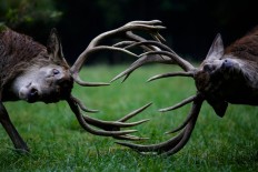 Deer sanctuary to be built in West Nusa Tenggara